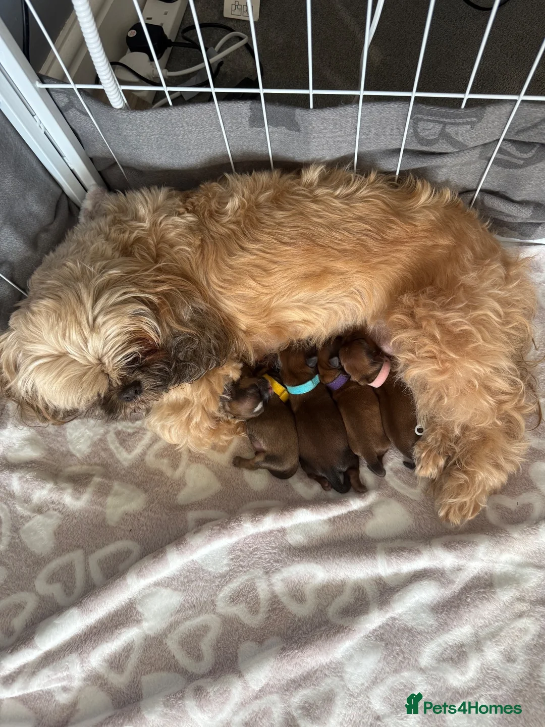 Shih Tzu dogs for sale: Shih Tzu girl puppies for sale - Advert 1