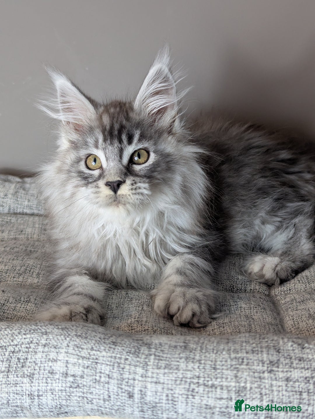 Maine Coon cats for sale: Outstanding siblings Russian bloodline  - Advert 9