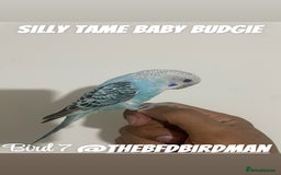Budgerigars birds for sale: 100% SILLY TAME BABY BUDGIES - Image 7