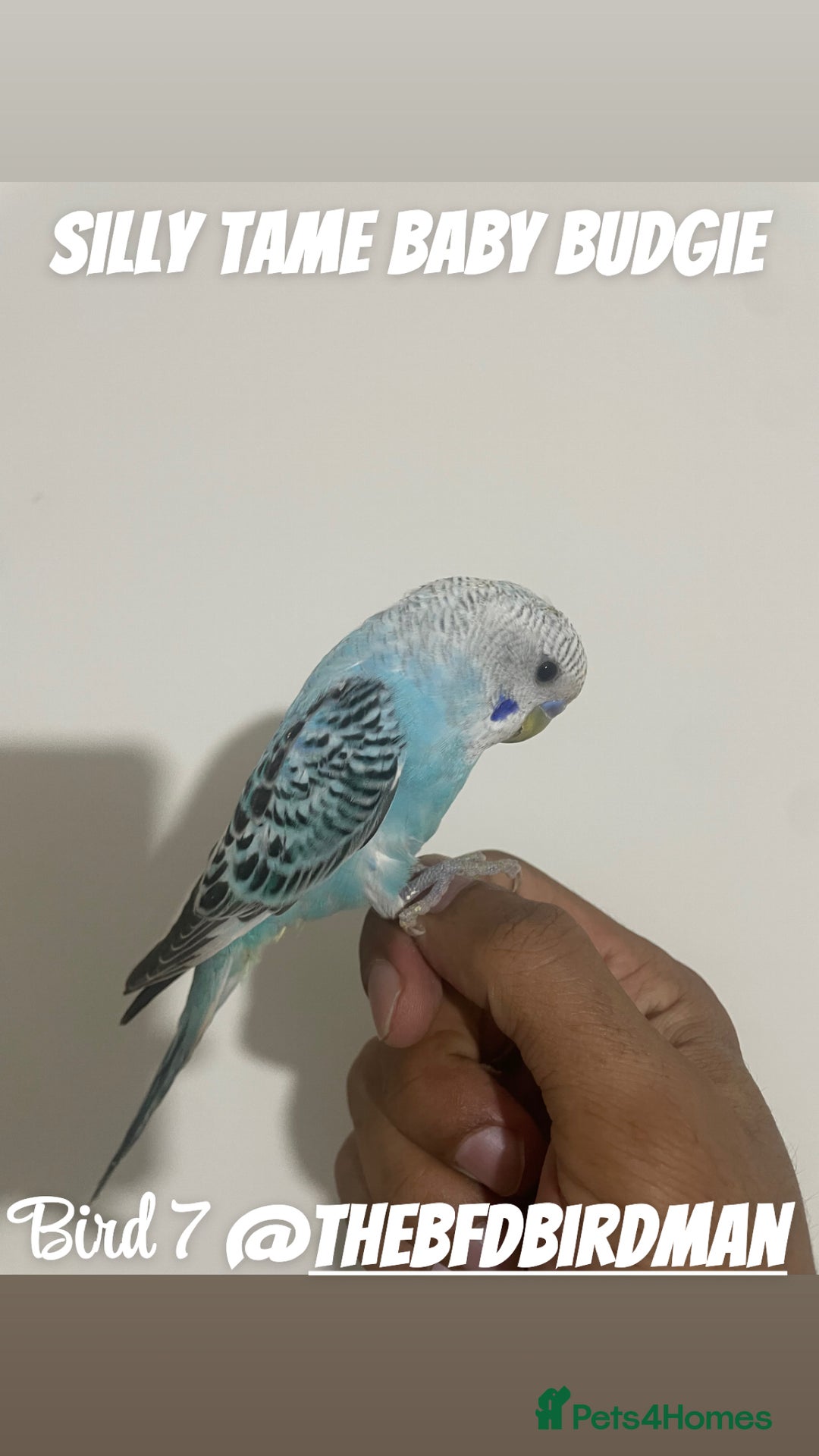 Budgerigars birds for sale: 100% SILLY TAME BABY BUDGIES - Image 7