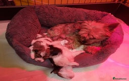 Mixed Breed dogs for sale: Sunning Blueberry and Biewer puppies.  - Image 4