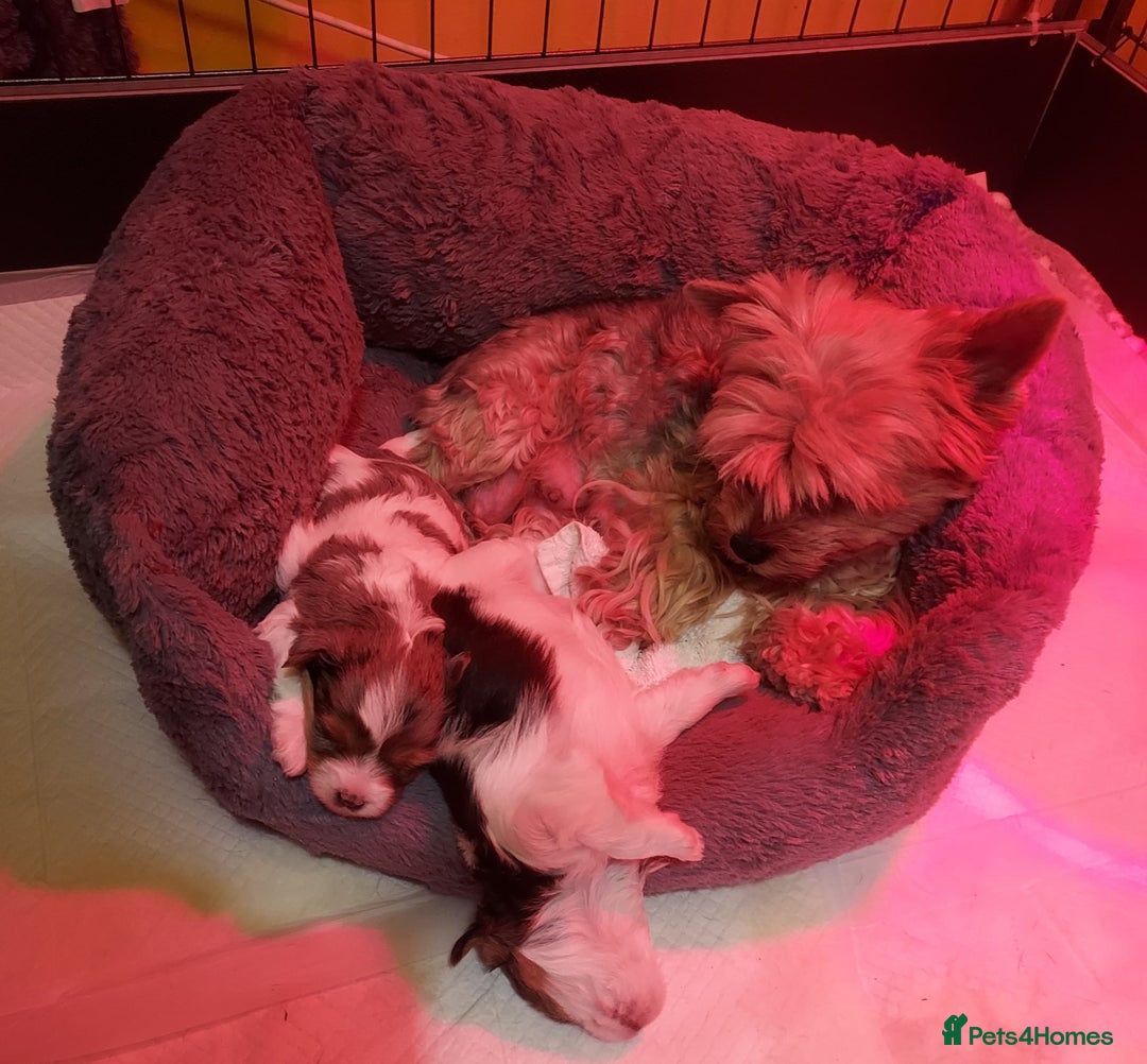 Mixed Breed dogs for sale: Sunning Blueberry and Biewer puppies.  - Image 4