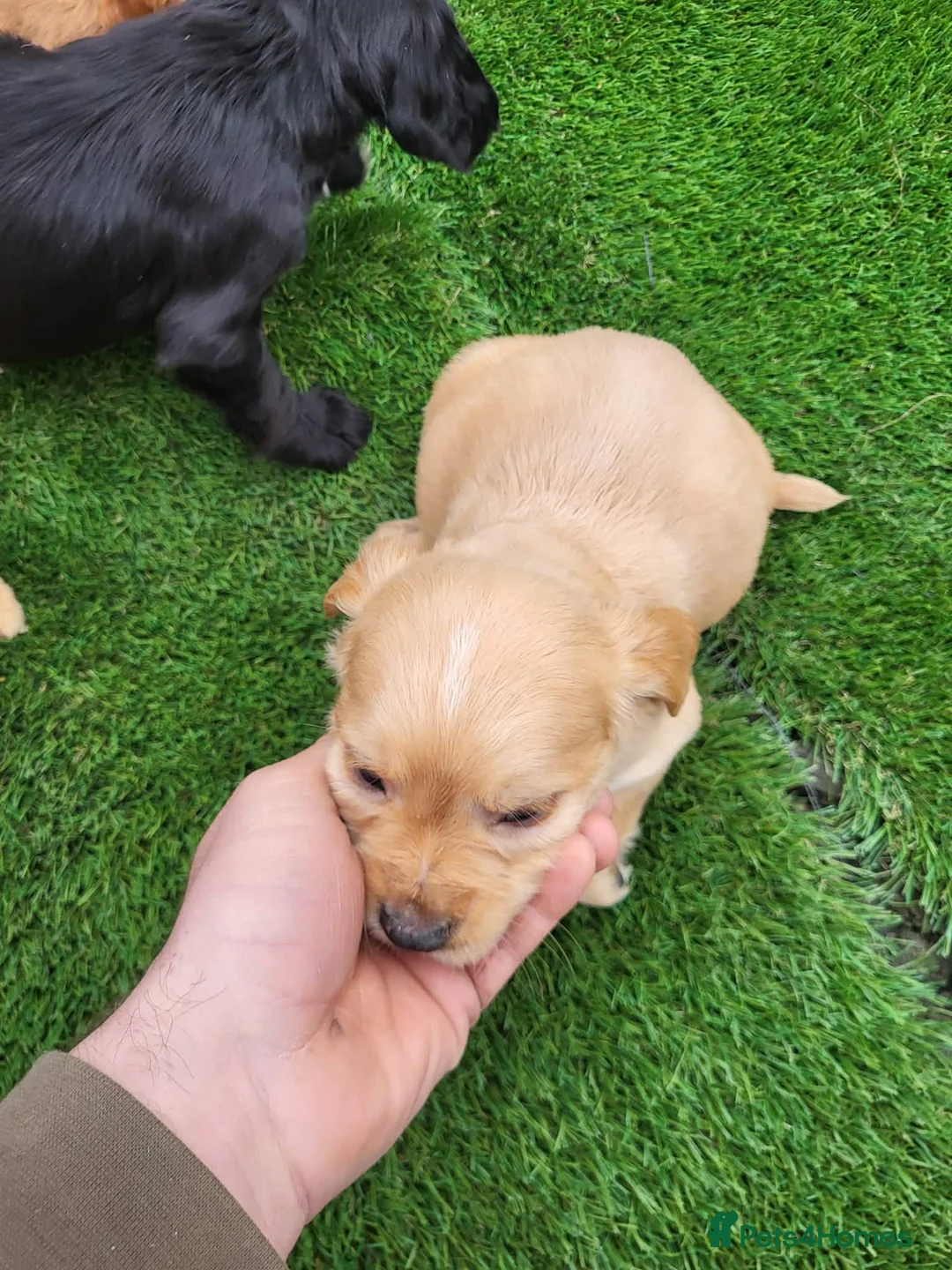 Cocker Spaniel dogs for sale: Cocker spaniel  - Advert 10