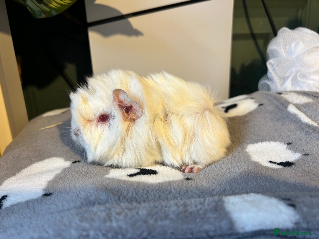 Guinea Pig rodents for sale: A pair left of male Peruvians REDUCED  - Advert 3