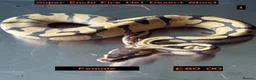 Python Snake reptiles for sale: Super Enchi Fire 100% Het Desert Ghost - Advert 1