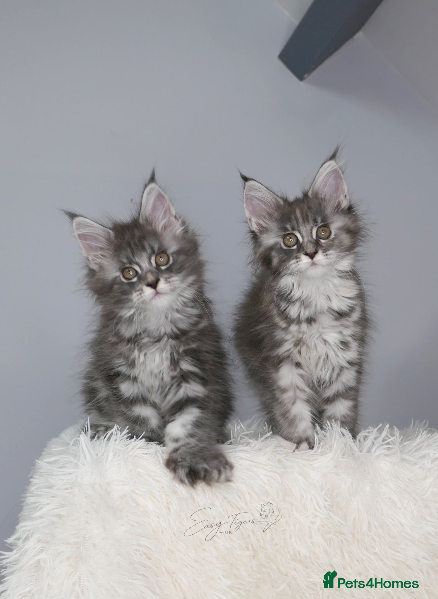 Maine Coon cats Stunning kittens ( polydactyl) TICA - Advert 4