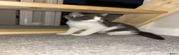 Mixed Breed cats for sale: Grey&white F.  All grey M.  - Advert 3