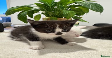 Mixed Breed cats - Advert 10