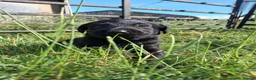 Labrador Retriever dogs for sale: Pedigree Labrador Retriever pups in Much Wenlock - Advert 4