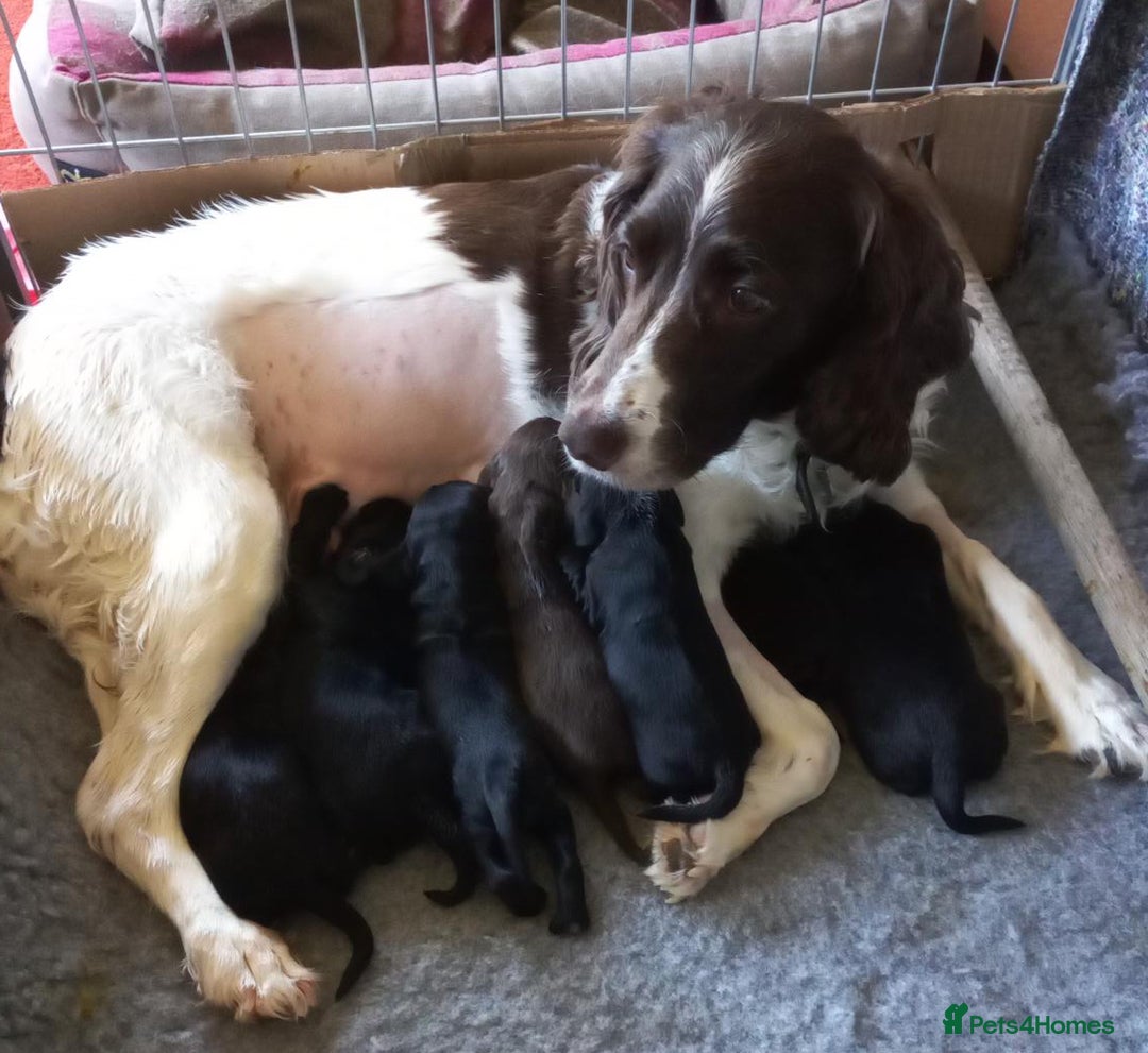 Sprocker dogs for sale: Sprocker puppies ready for new adventures! - Image 2