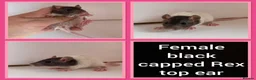 Rat rodents for sale: Adorable baby rats for sale  - Advert 22
