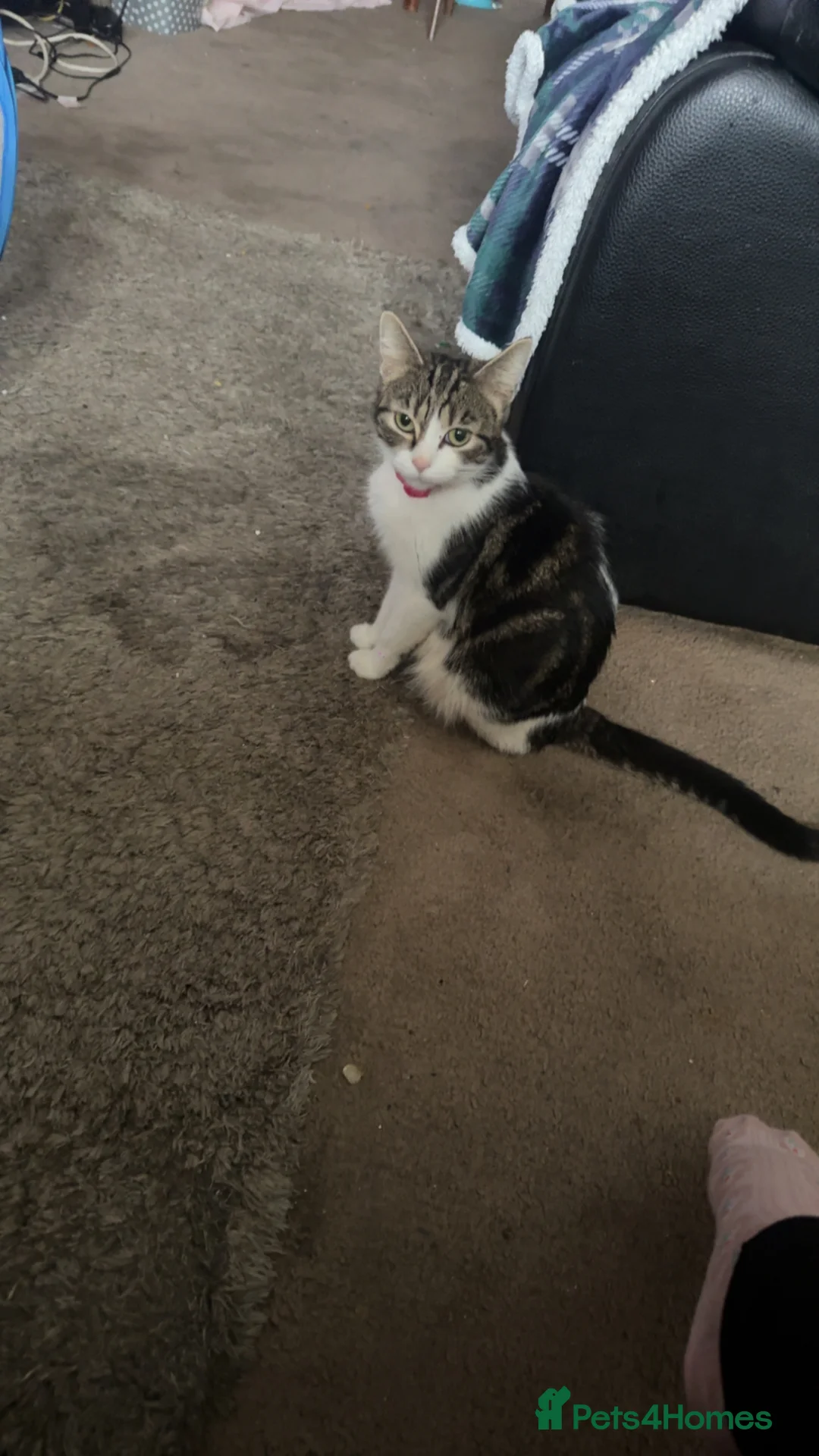 Mixed Breed cats for sale: Two beautiful boys for sale - Advert 1