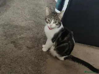 Mixed Breed cats Two beautiful boys for sale - Advert 1