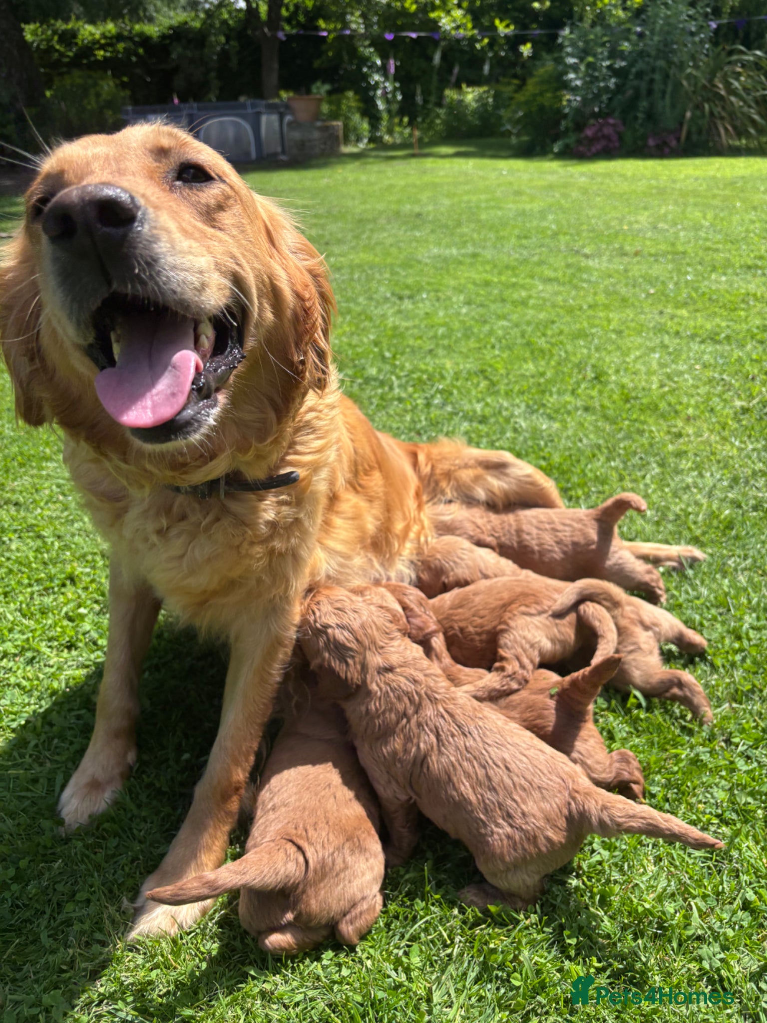 Mini Goldendoodle dogs F1 Medium sized Goldendoodles  - Advert 1