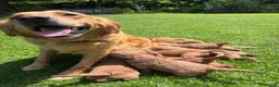 Mini Goldendoodle dogs for sale: F1 Medium sized Goldendoodles  - Advert 8