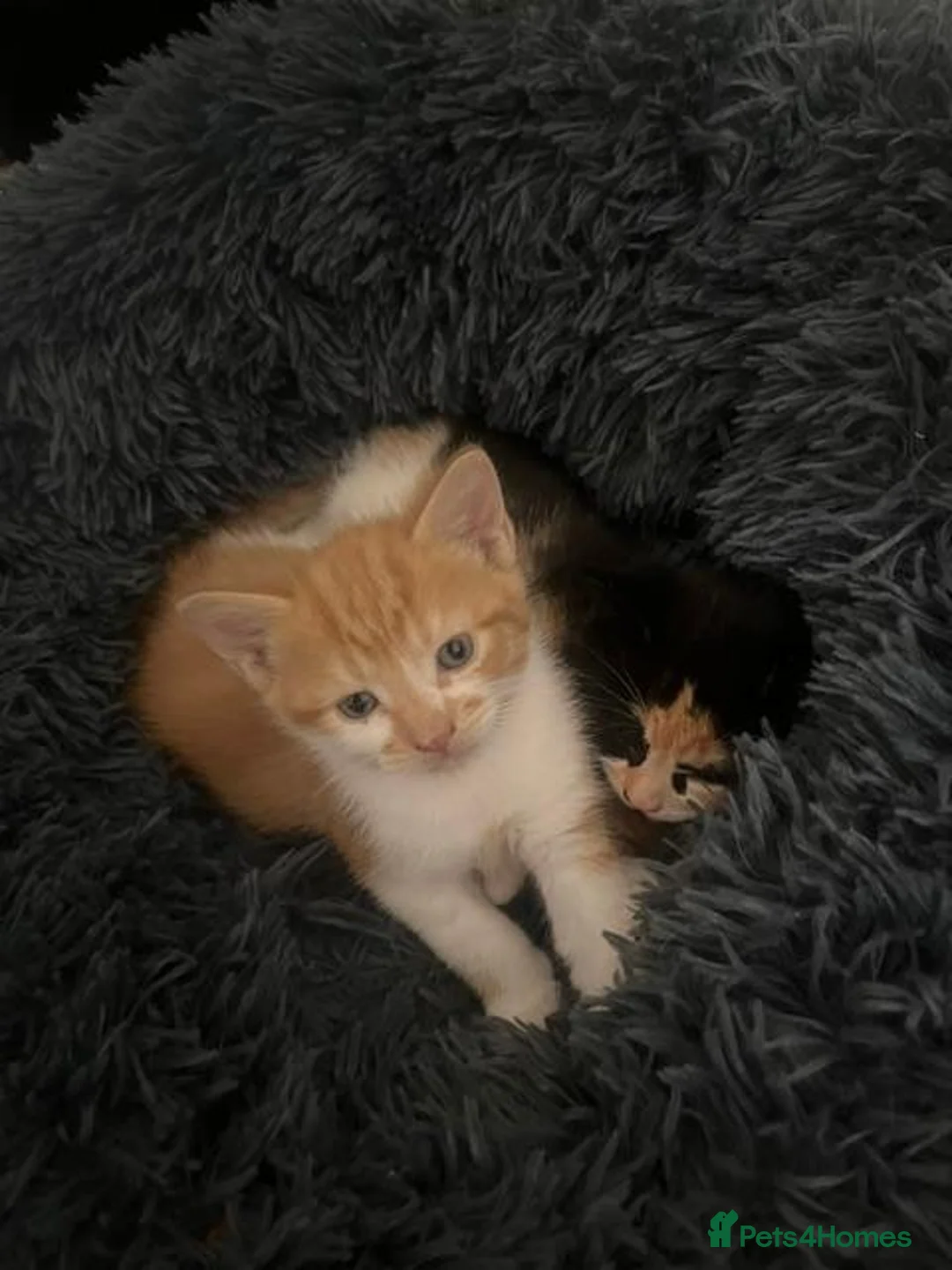 Domestic Shorthair cats for sale: 2 Domestic Shorthairs  - Advert 2
