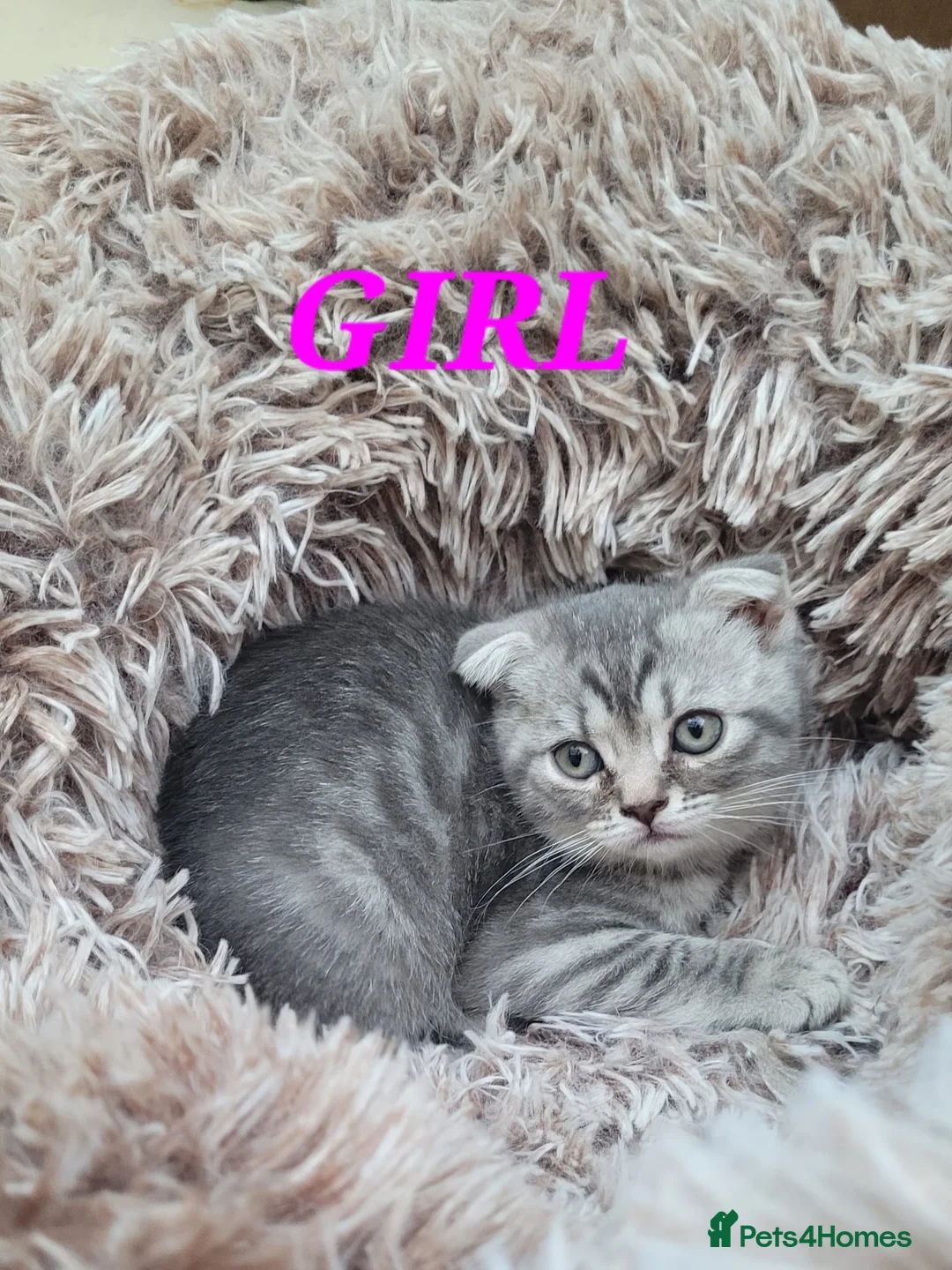 British Shorthair cats for sale:  Blue Snow Leopards looking for forever family in Croydon - Advert 21