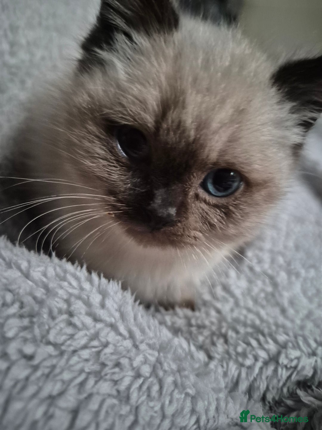 Snowshoe cats for sale: Pedigree Tica reg seal point snowshoe boy  - Advert 12