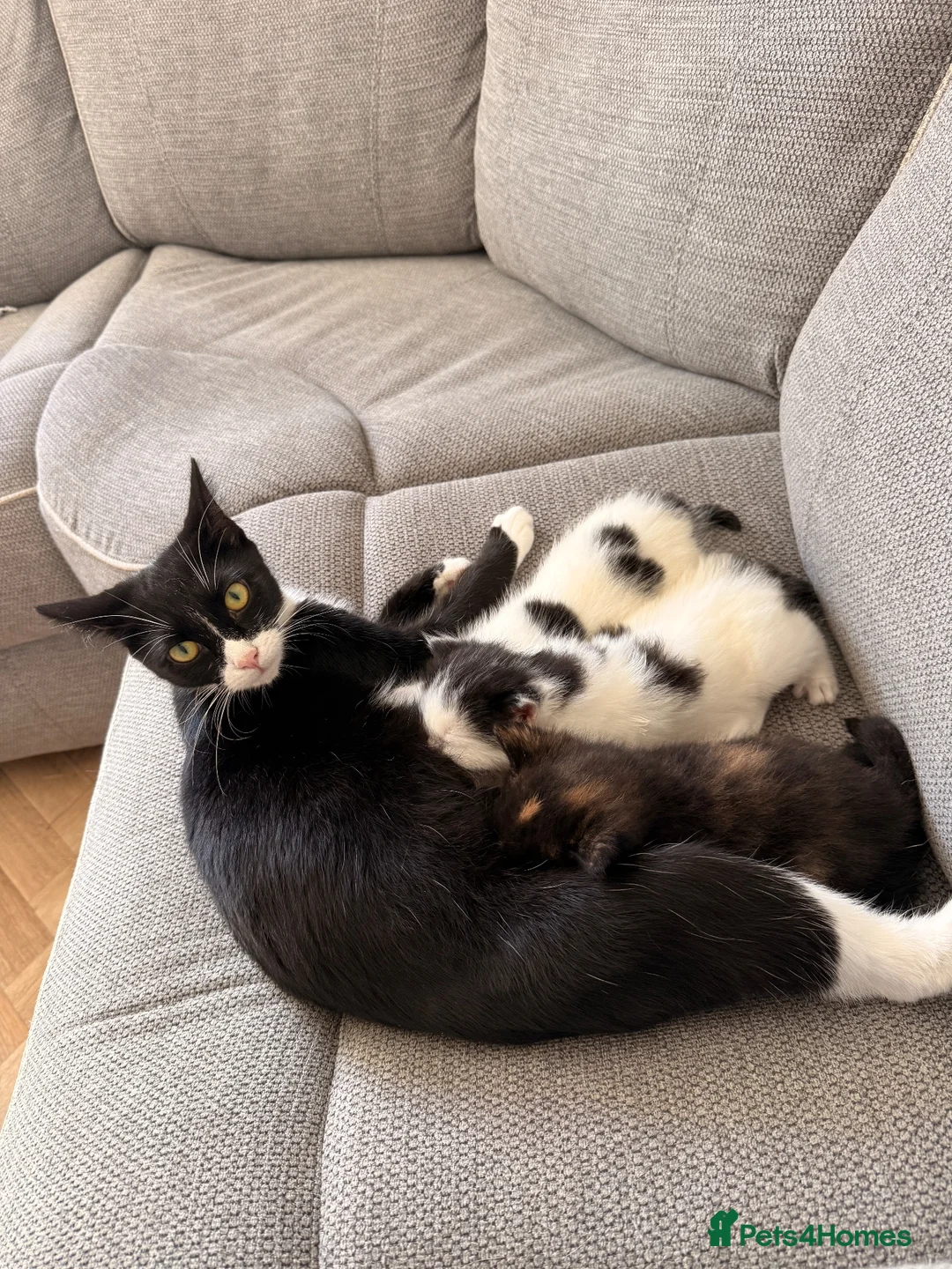 Mixed Breed cats for sale: BSH x Turkish Van kittens - Advert 2