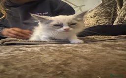 Ragdoll cats for sale: GCCF ragdoll kittens  - Image 14