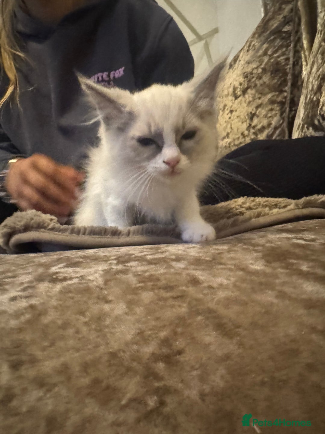 Ragdoll cats for sale: GCCF ragdoll kittens  - Image 14