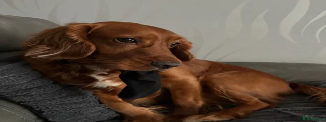Duggee