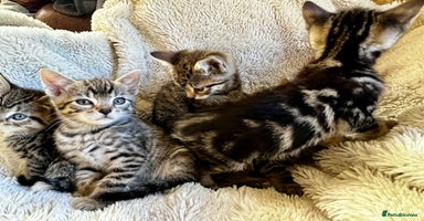 Bengal cats in Dorking - Advert 3