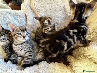Bengal cats in Dorking - Advert 1