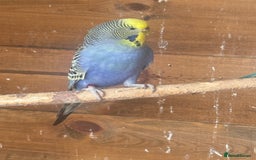 Budgerigars birds for sale: Aviary budgies - Image 3