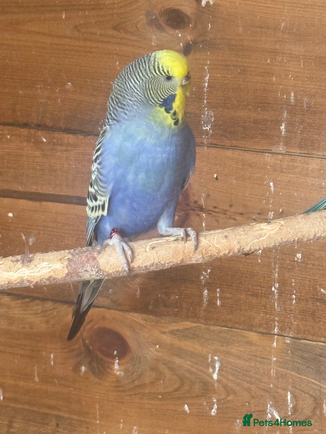 Budgerigars birds for sale: Aviary budgies - Image 3