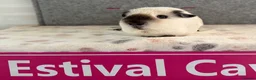Guinea Pig rodents for sale: Californian & Golden young boars - Advert 6