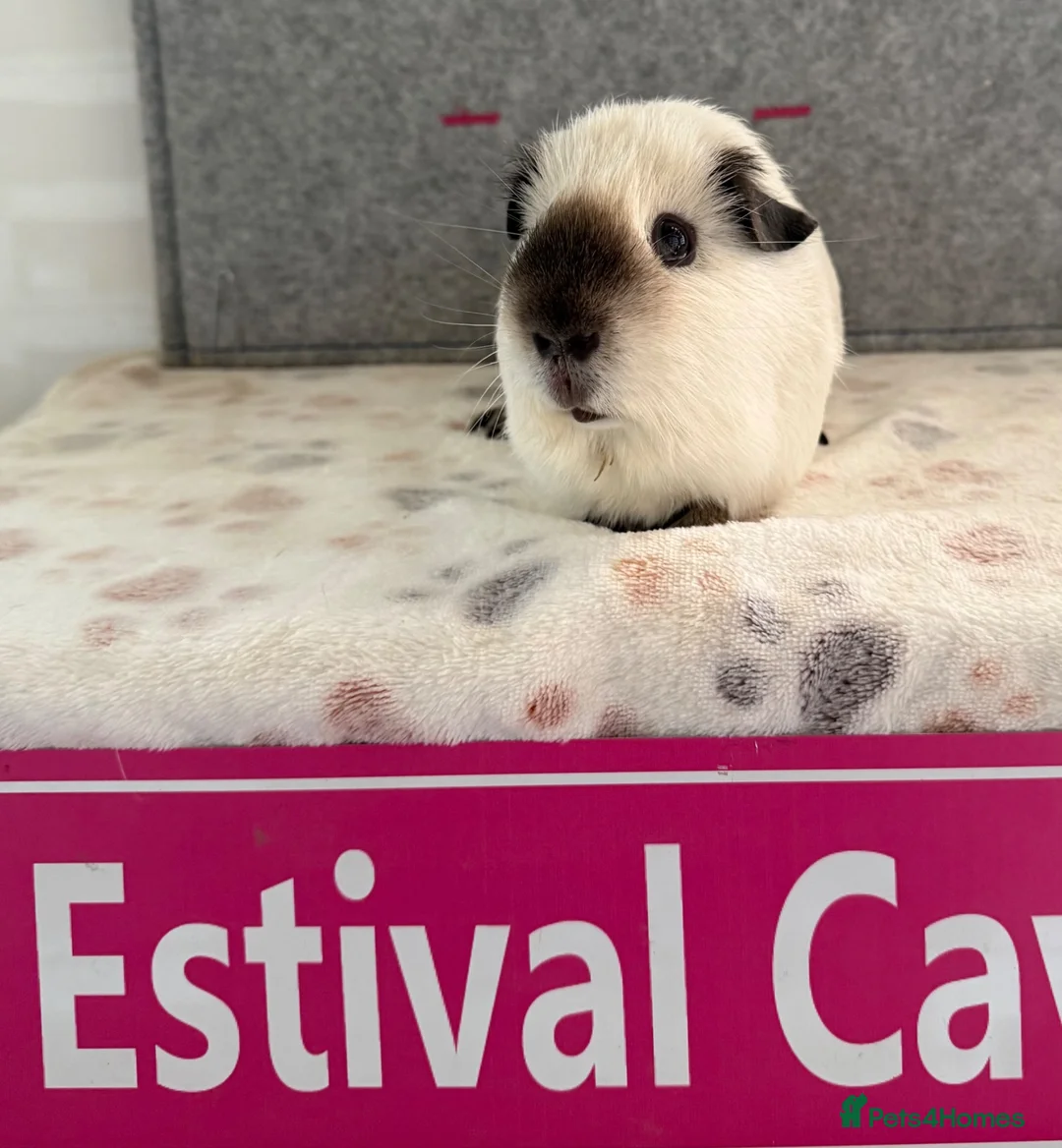 Guinea Pig rodents for sale: Californian & Golden young boars - Advert 6