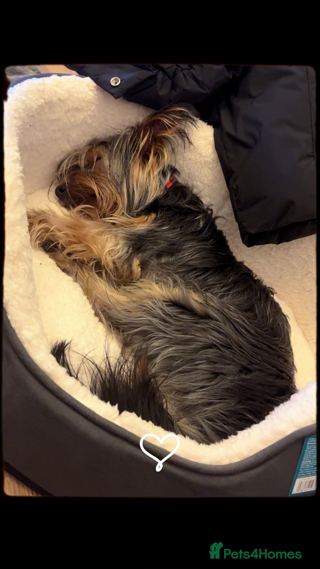 Yorkshire Terrier dogs for stud: For STUD - Advert 5