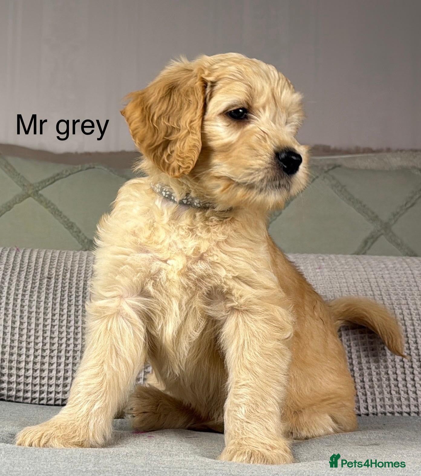 Goldendoodle dogs BEAUTIFUL HEALTHY CHUNKY PUPPIES  - Advert 1