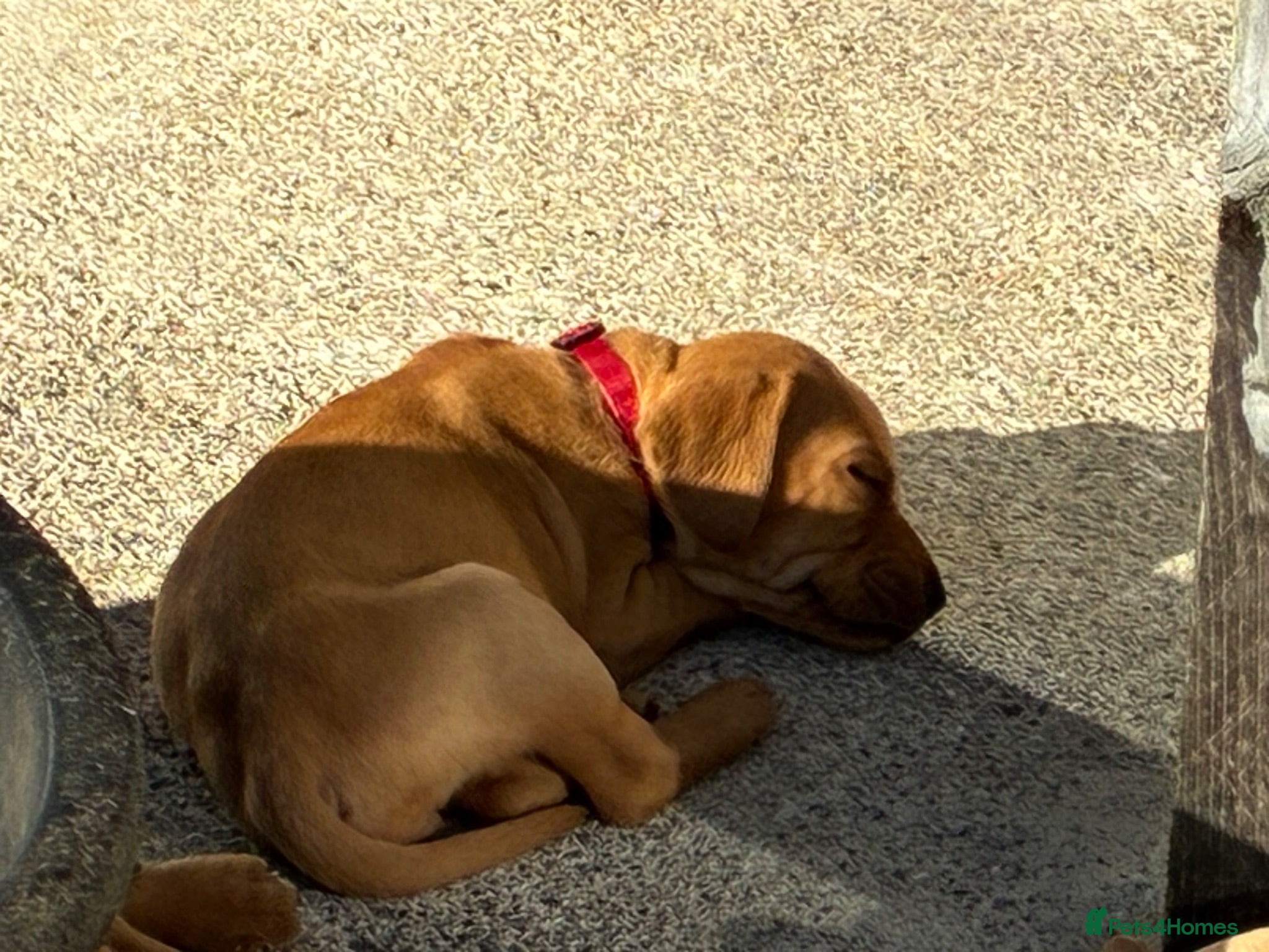 Mixed Breed dogs F1 Labrador x Vizsla Puppies - Advert 2