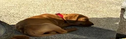 Mixed Breed dogs for sale: F1 Labrador x Vizsla Puppies - Advert 2
