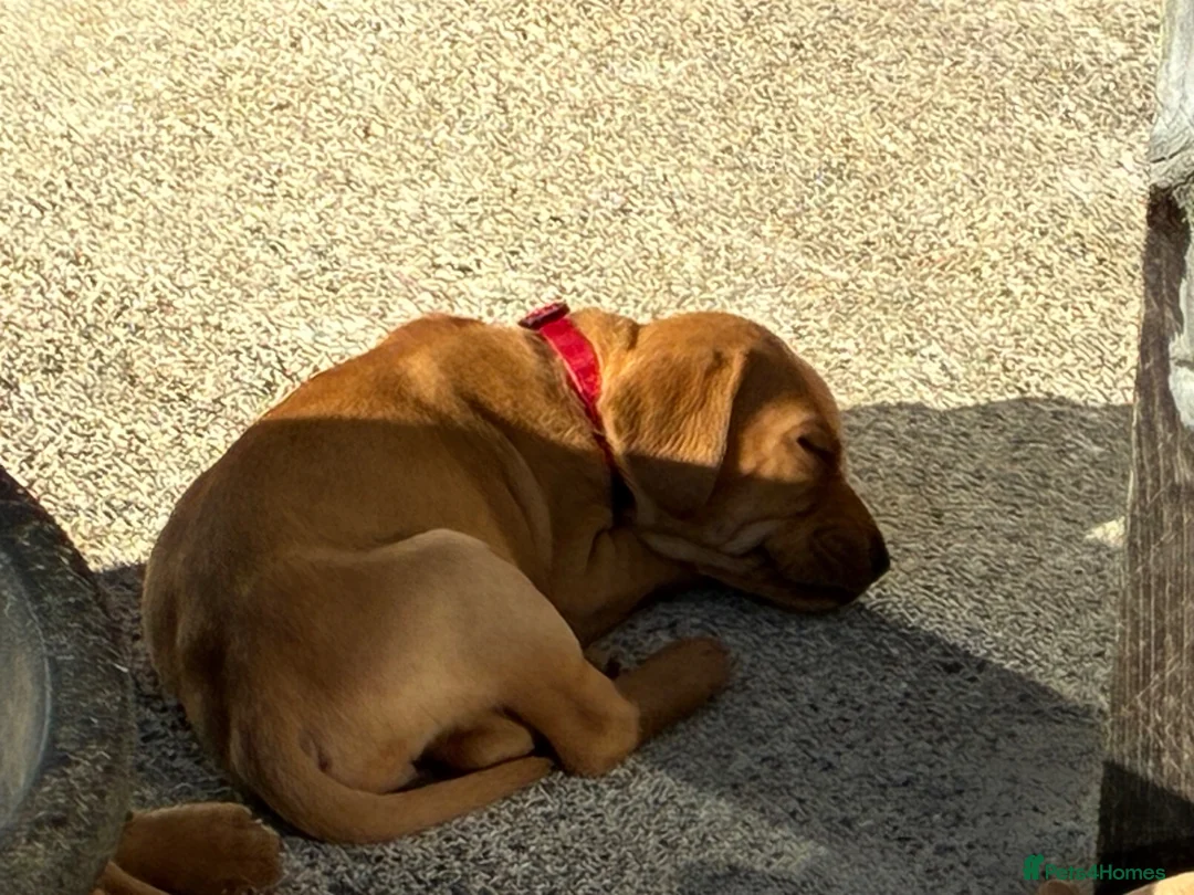 Mixed Breed dogs for sale: F1 Labrador x Vizsla Puppies - Advert 2