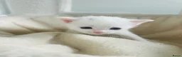 Turkish Van cats for sale: Beautiful Turkish van kittens for sale.  - Advert 12