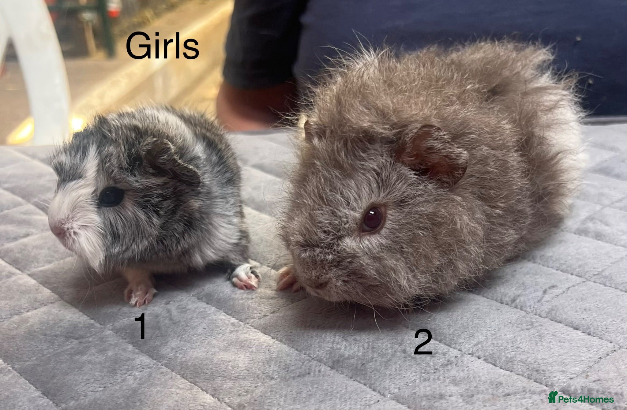 Guinea Pig rodents Lovely baby guinea pigs for sale  - Advert 1