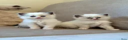 Ragdoll cats for sale: Exceptional Quality Ragdoll Kittens  - Advert 1