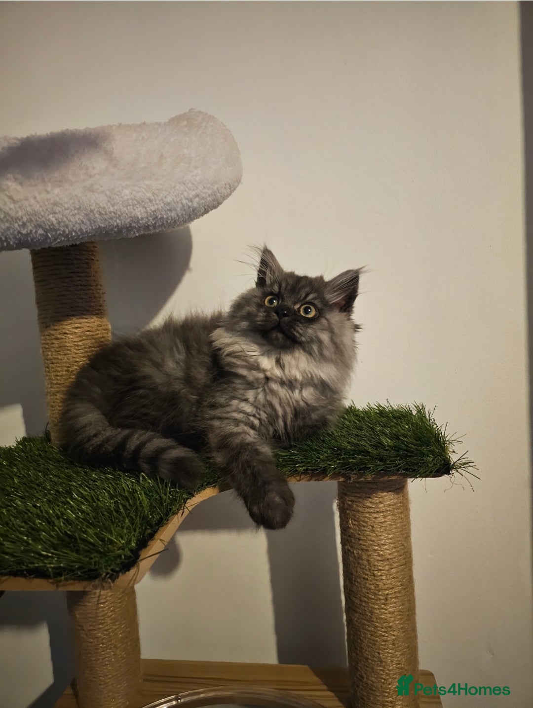 British Longhair cats for sale: British longhair mix fluffy kittens  - Advert 12