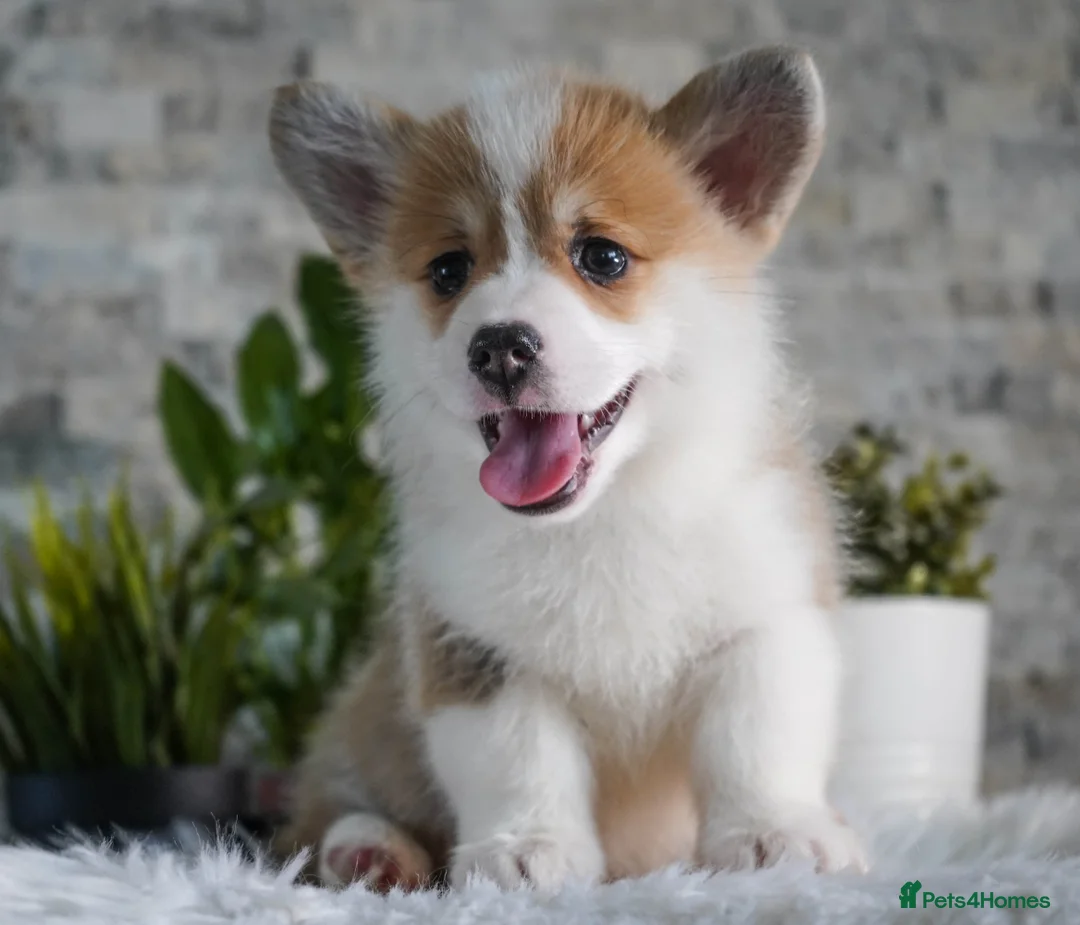 Welsh Corgi Pembroke dogs for sale: Welsh Corgi (Pembroke) - Advert 11