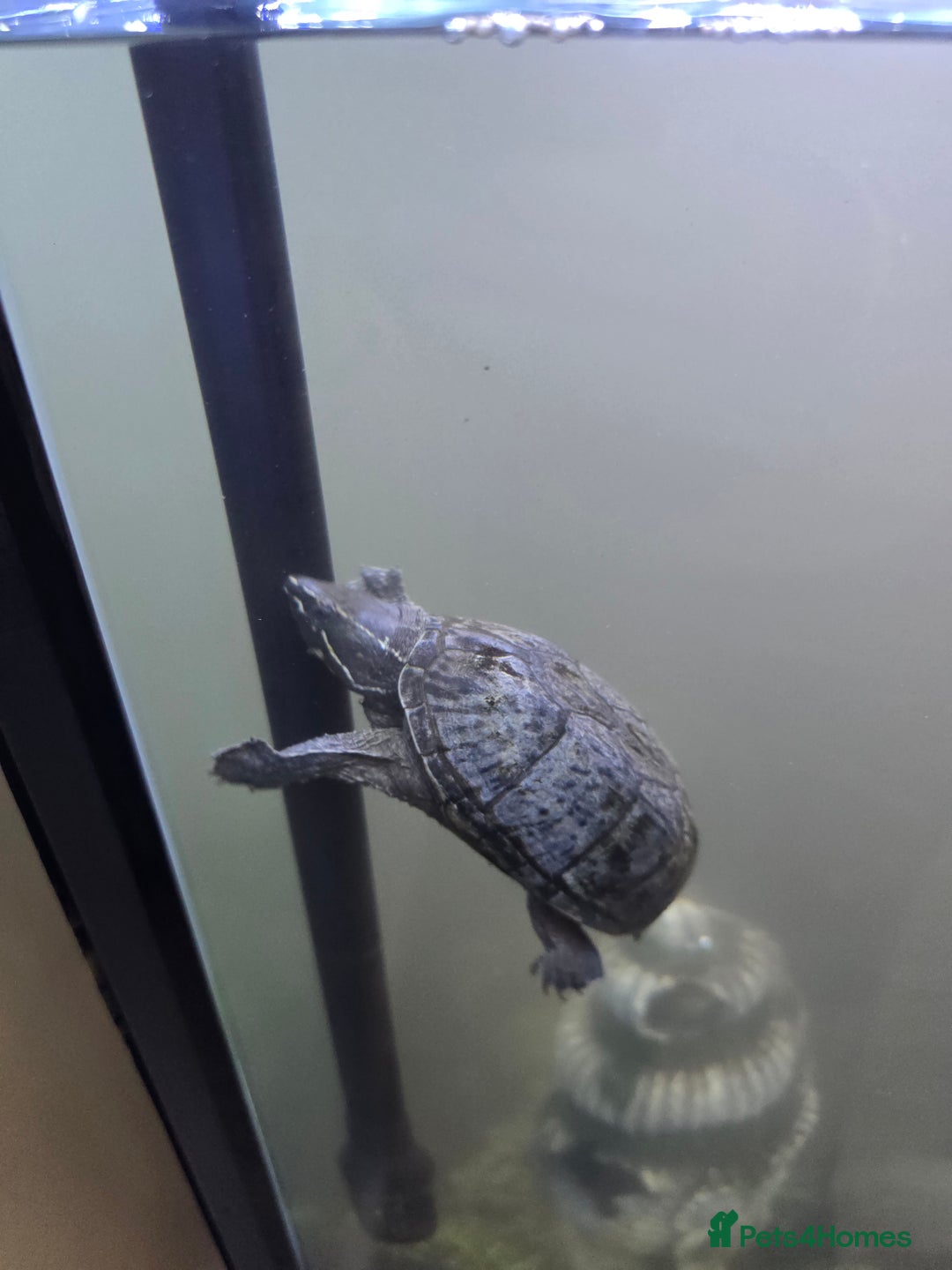 Turtle reptiles for sale: 2 x musk turtles  - Image 1