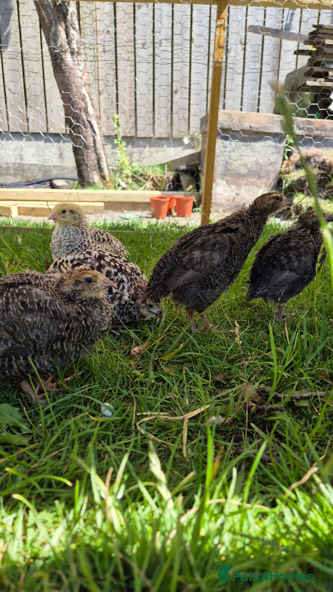Chickens poultry for sale: Day old Silkies and quail chicks - Image 12