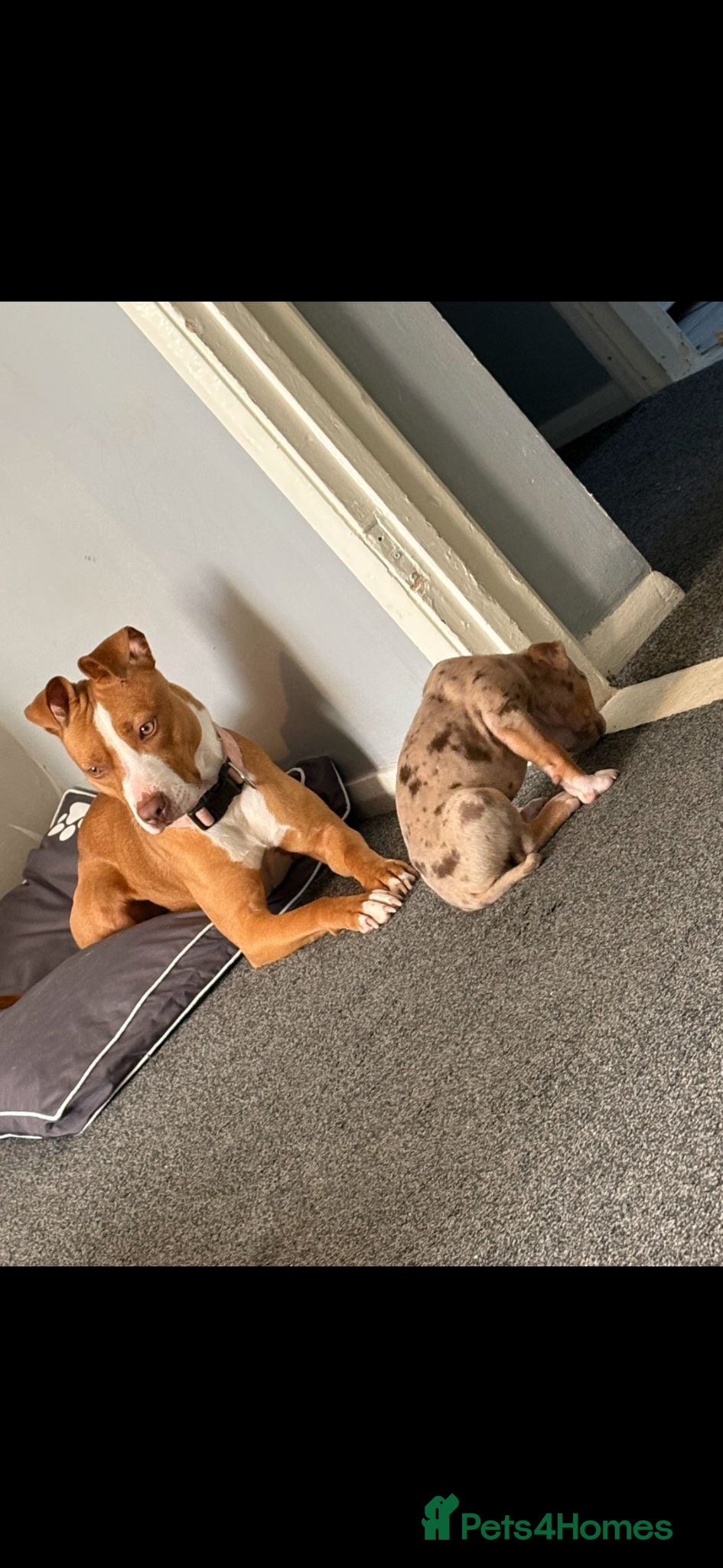 Mixed Breed dogs Female staffy cross 3 years old in september  - Advert 4