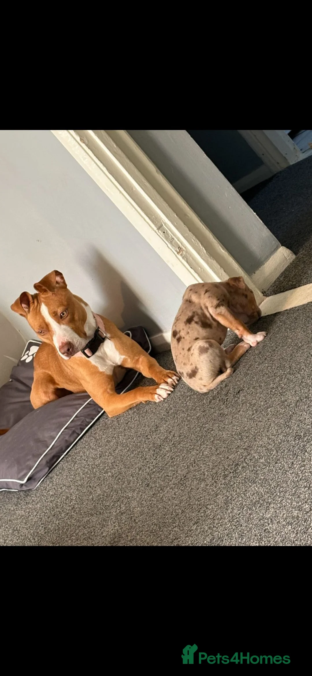 Mixed Breed dogs for sale: Female staffy cross 3 years old in september  - Advert 1