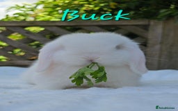 Mini Lop rabbits for sale: Beautiful mini lops girls and boys in Huntingdon - Image 4
