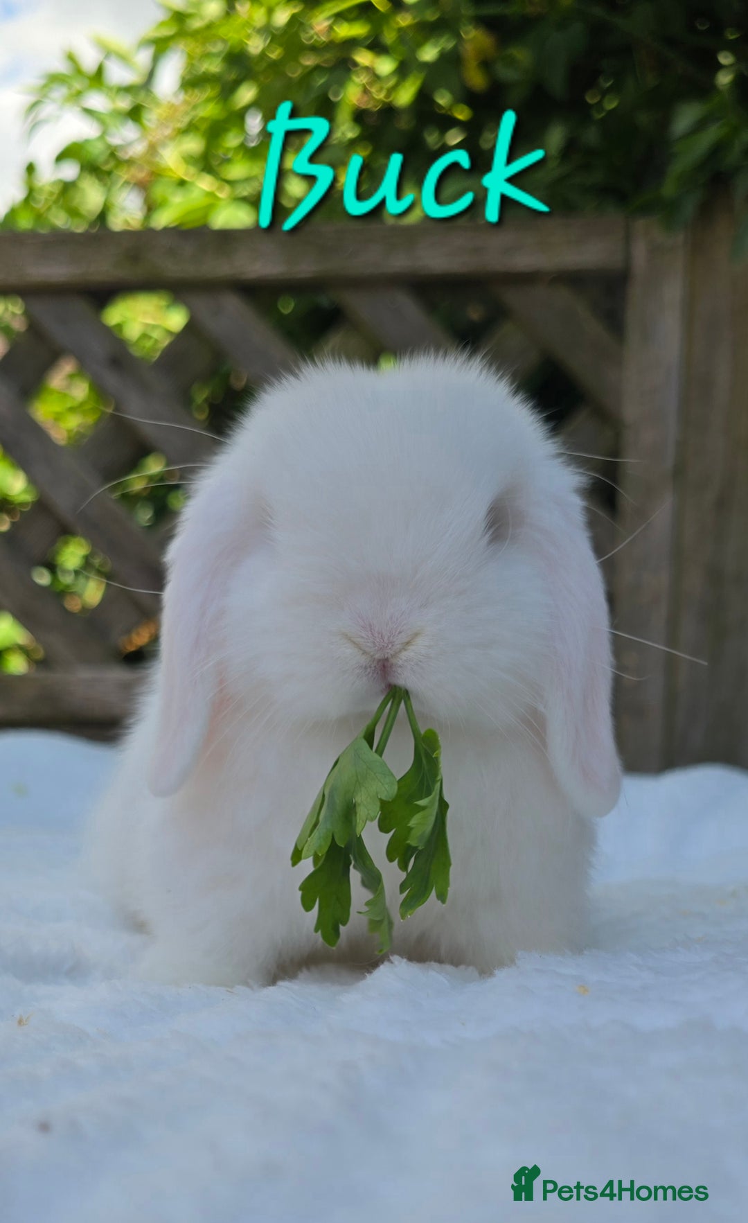 Mini Lop rabbits for sale: Beautiful mini lops girls and boys in Huntingdon - Image 4