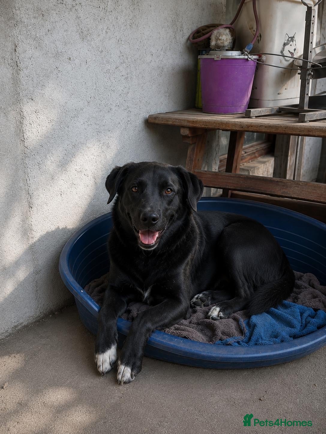 Mixed Breed dogs Please don’t pass Diesel ❤️  - Advert 14