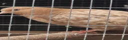 Pigeons birds for sale: Young tipplers,tumblers and racers for sale £3 - Advert 16